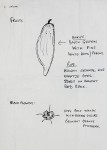 Kedrostis leloja