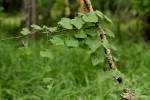 Kedrostis leloja