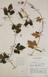 Kedrostis leloja