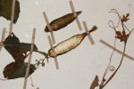 Kedrostis leloja