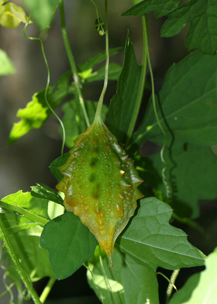 Momordica charantia subsp. charantia