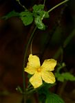 Momordica charantia subsp. charantia
