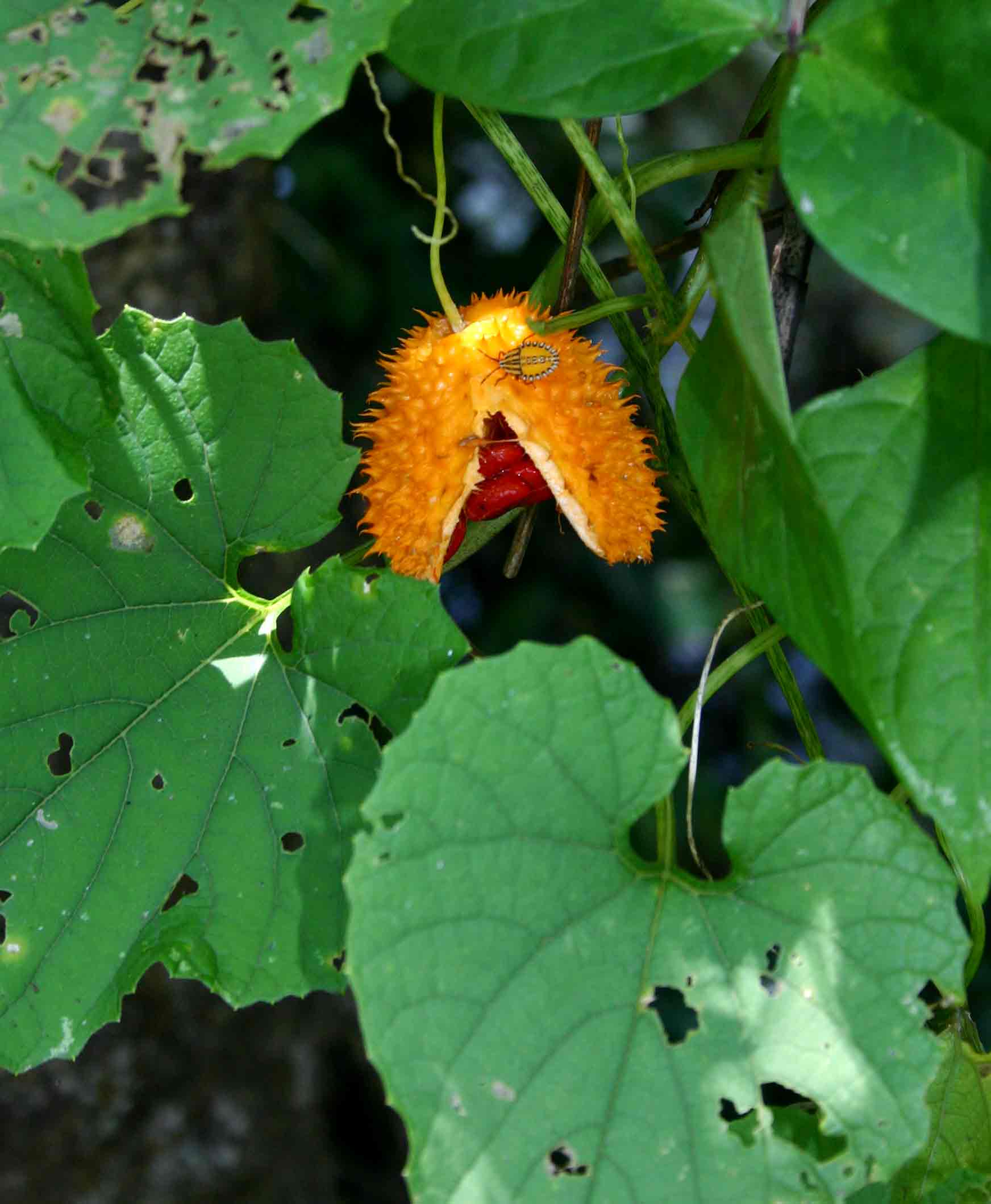 Momordica foetida Momordica foetida