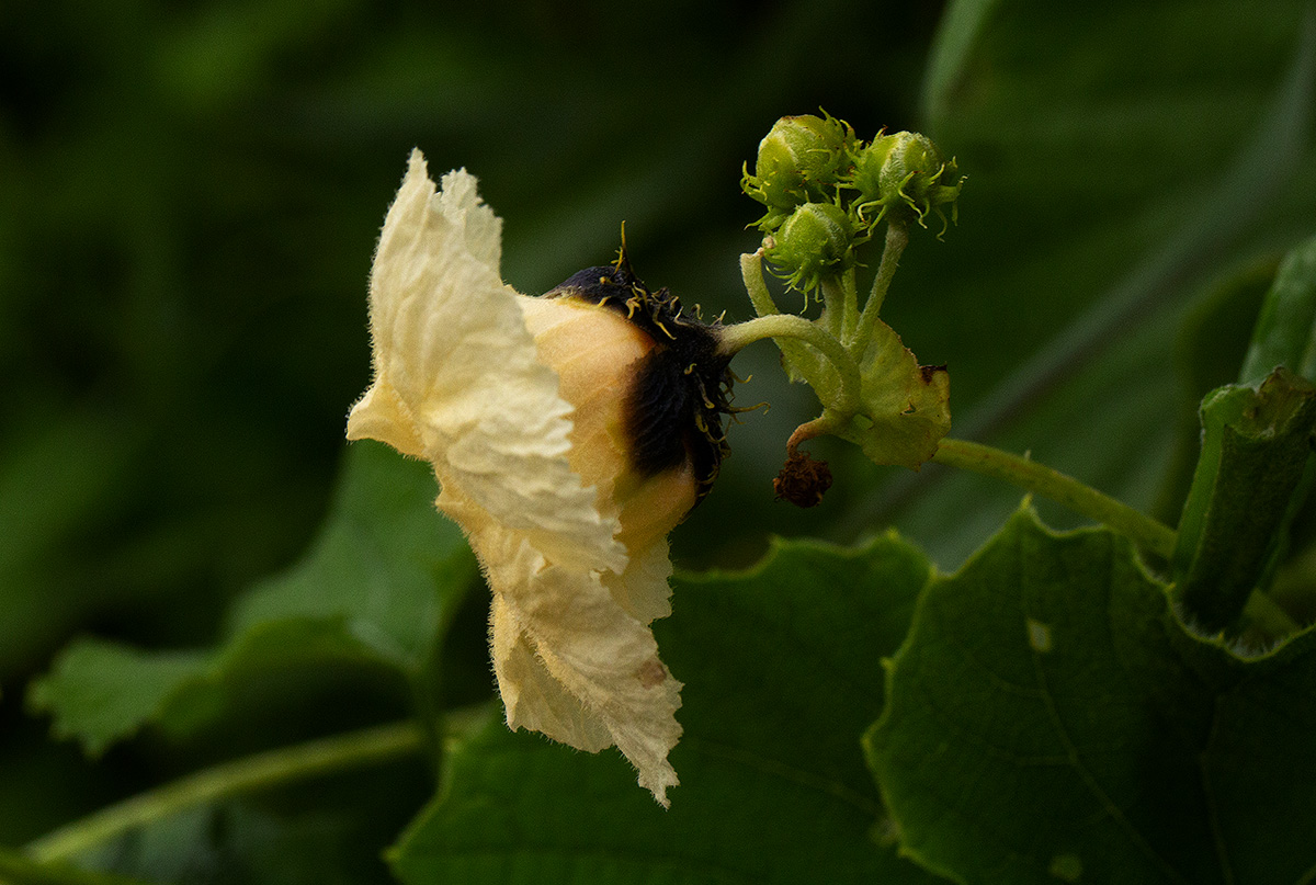 Momordica foetida Momordica foetida