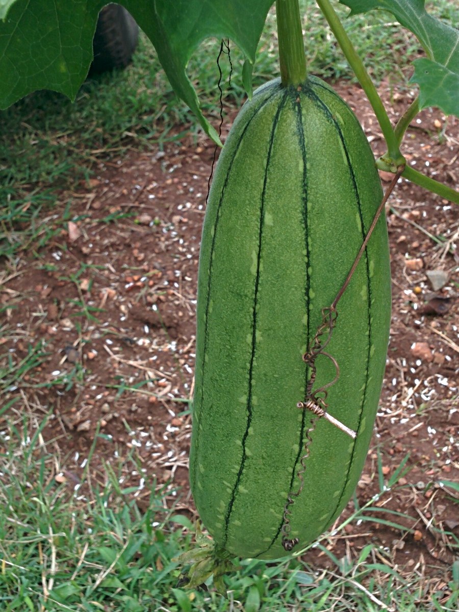 Luffa cylindrica Luffa cylindrica