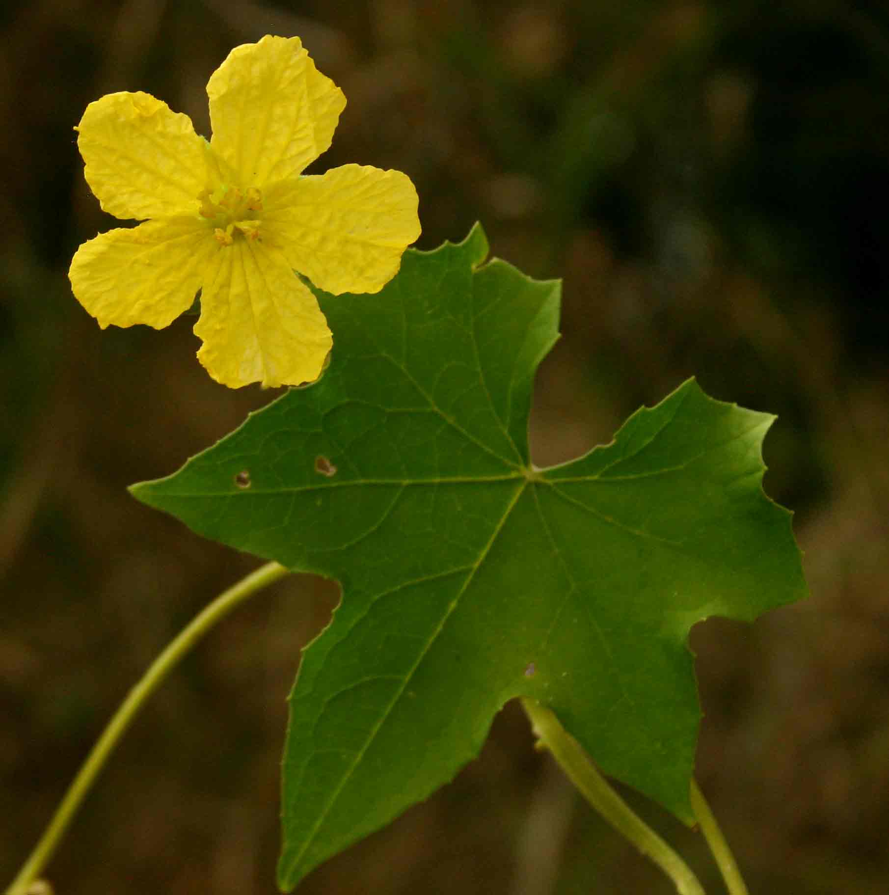 Luffa cylindrica