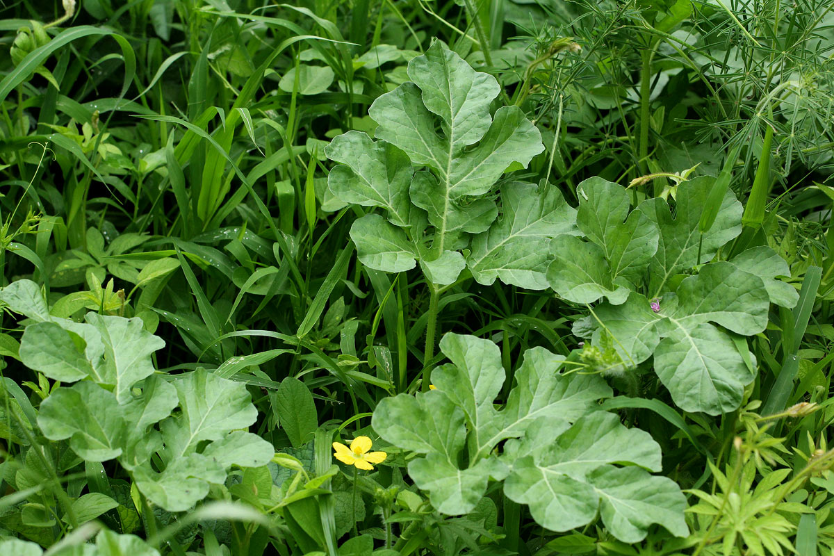 Citrullus lanatus Citrullus lanatus