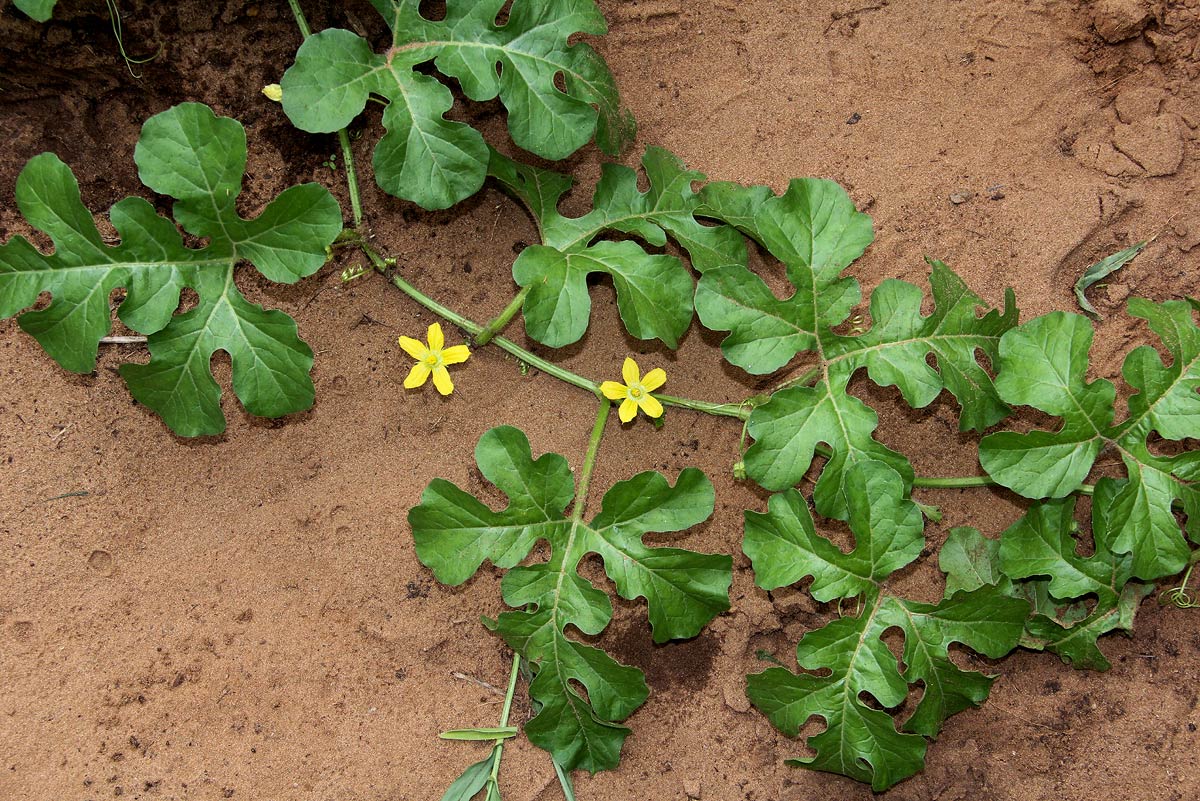 Citrullus lanatus Citrullus lanatus