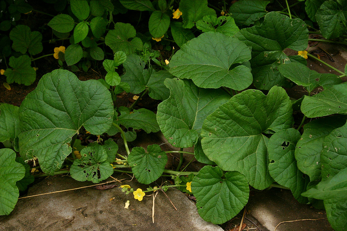 Cucumis melo