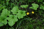Cucumis melo