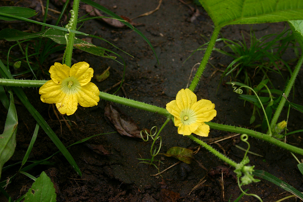 Cucumis melo Cucumis melo