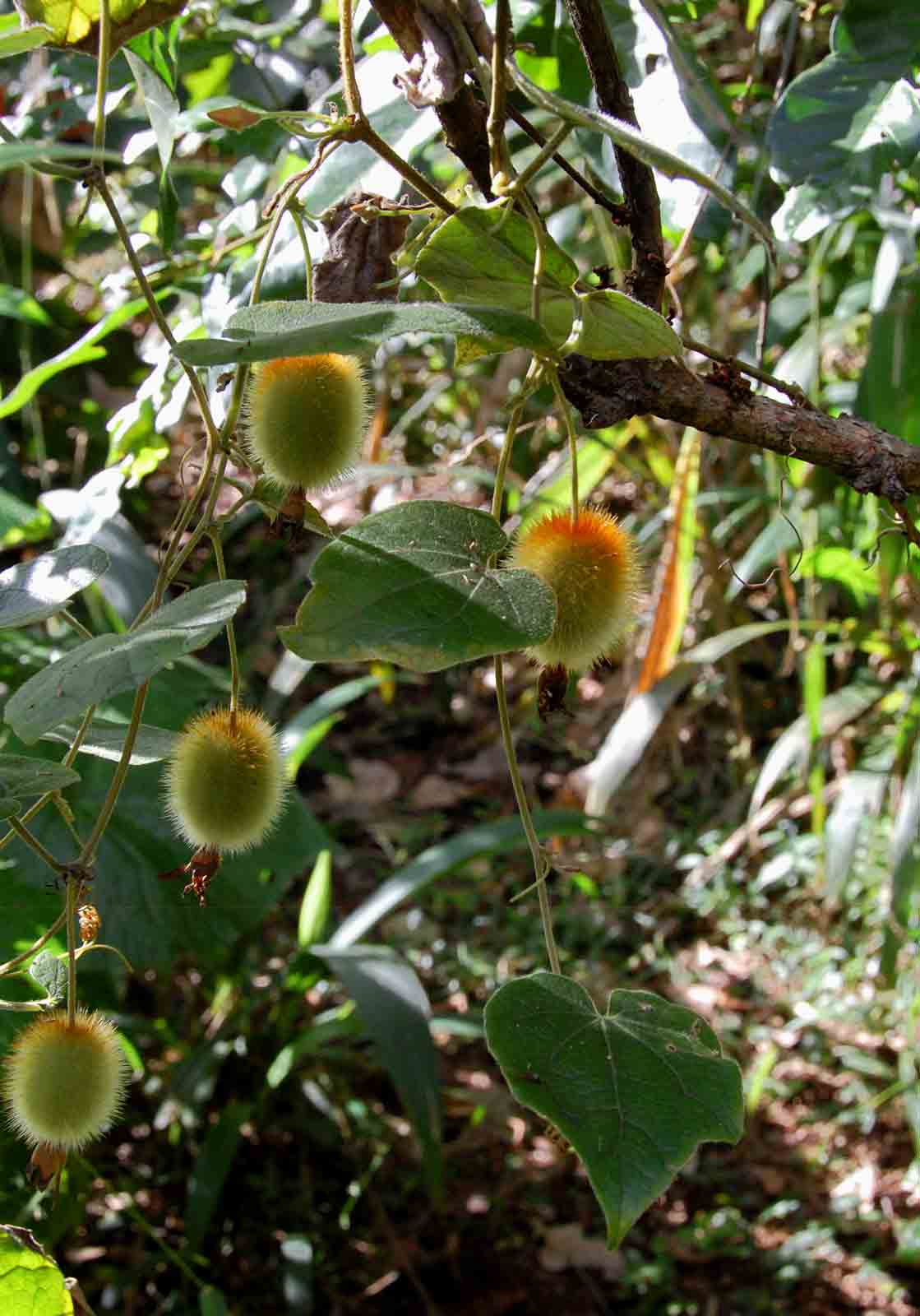 Raphidiocystis chrysocoma Raphidiocystis chrysocoma