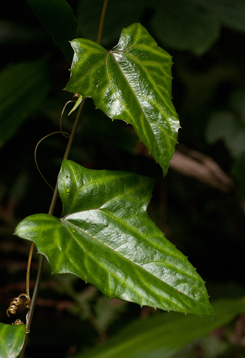 Coccinia barteri