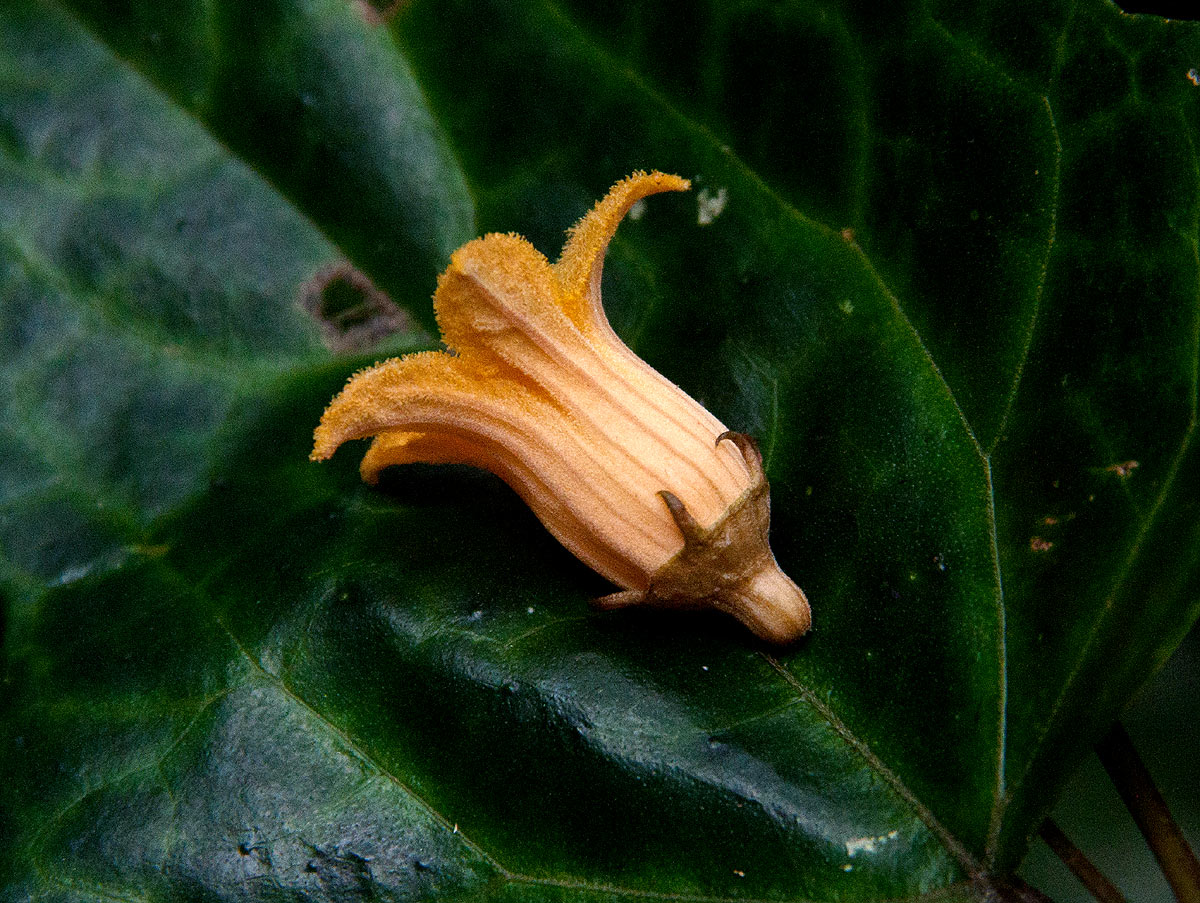 Coccinia barteri Coccinia barteri