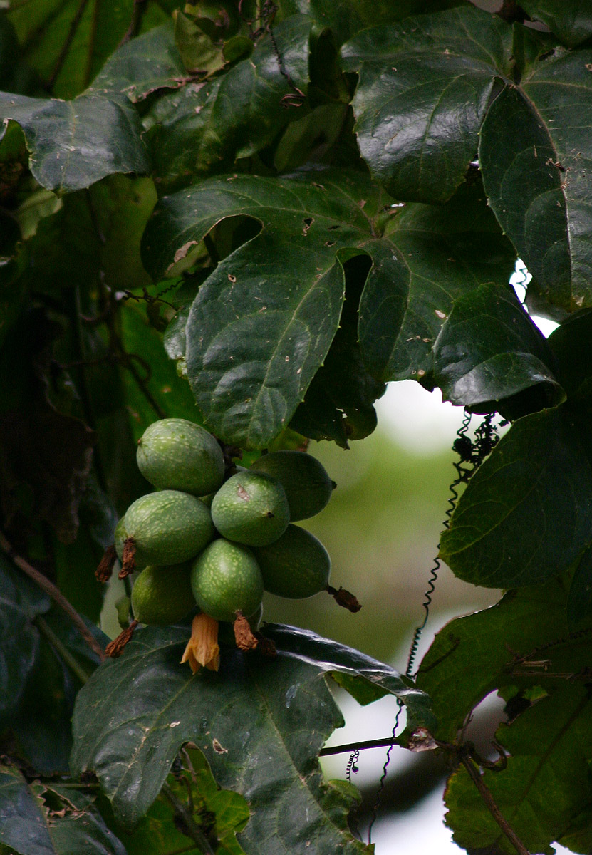 Coccinia barteri Coccinia barteri