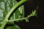 Cyclantheropsis parviflora
