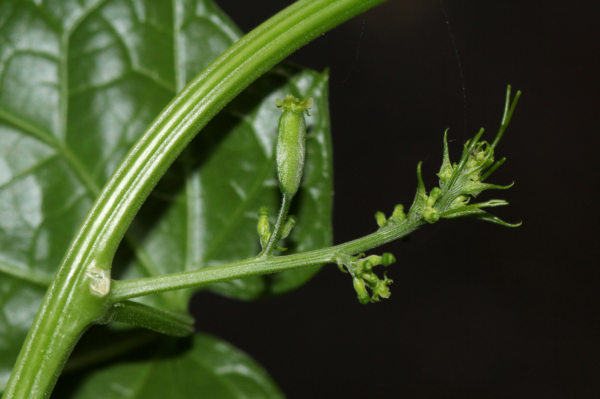 Cyclantheropsis parviflora Cyclantheropsis parviflora