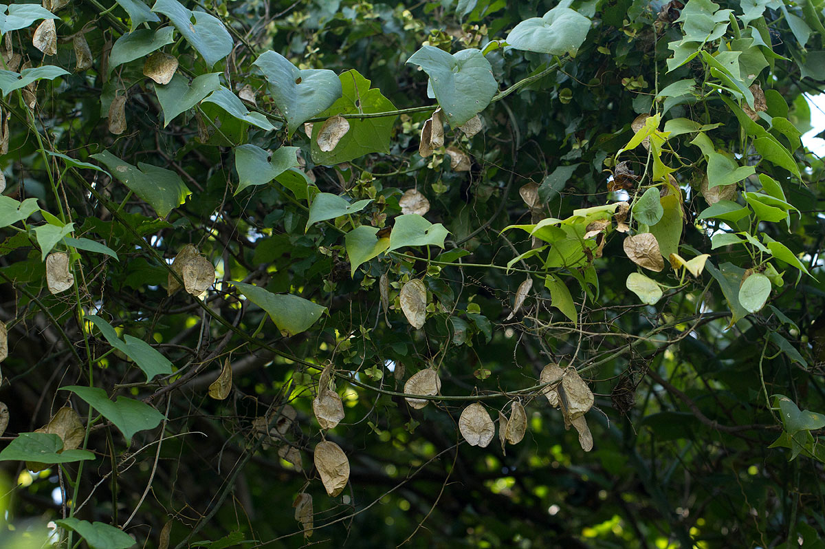 Cyclantheropsis parviflora