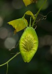 Cyclantheropsis parviflora