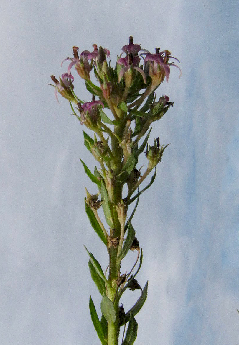 Lobelia sonderiana Lobelia sonderiana