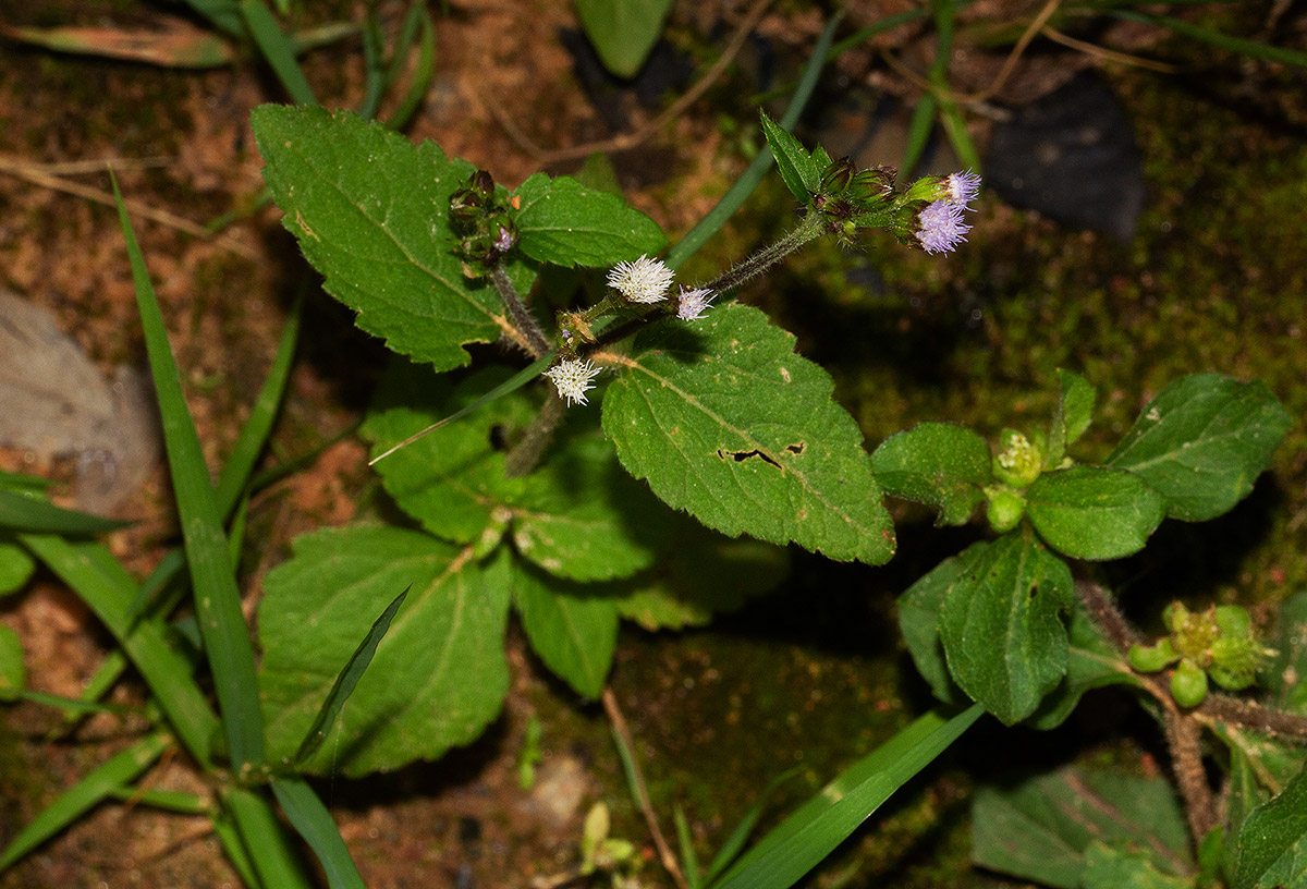 Ageratum conyzoides Ageratum conyzoides