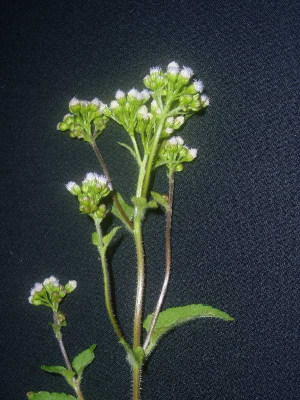 Ageratum conyzoides Ageratum conyzoides