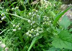 Dichrocephala integrifolia subsp. integrifolia