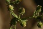 Pseudoconyza viscosa