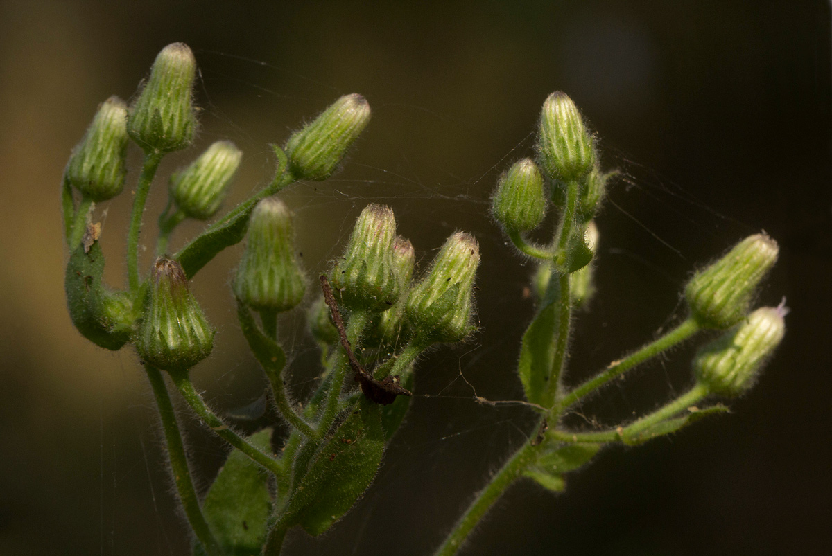 Pseudoconyza viscosa Pseudoconyza viscosa