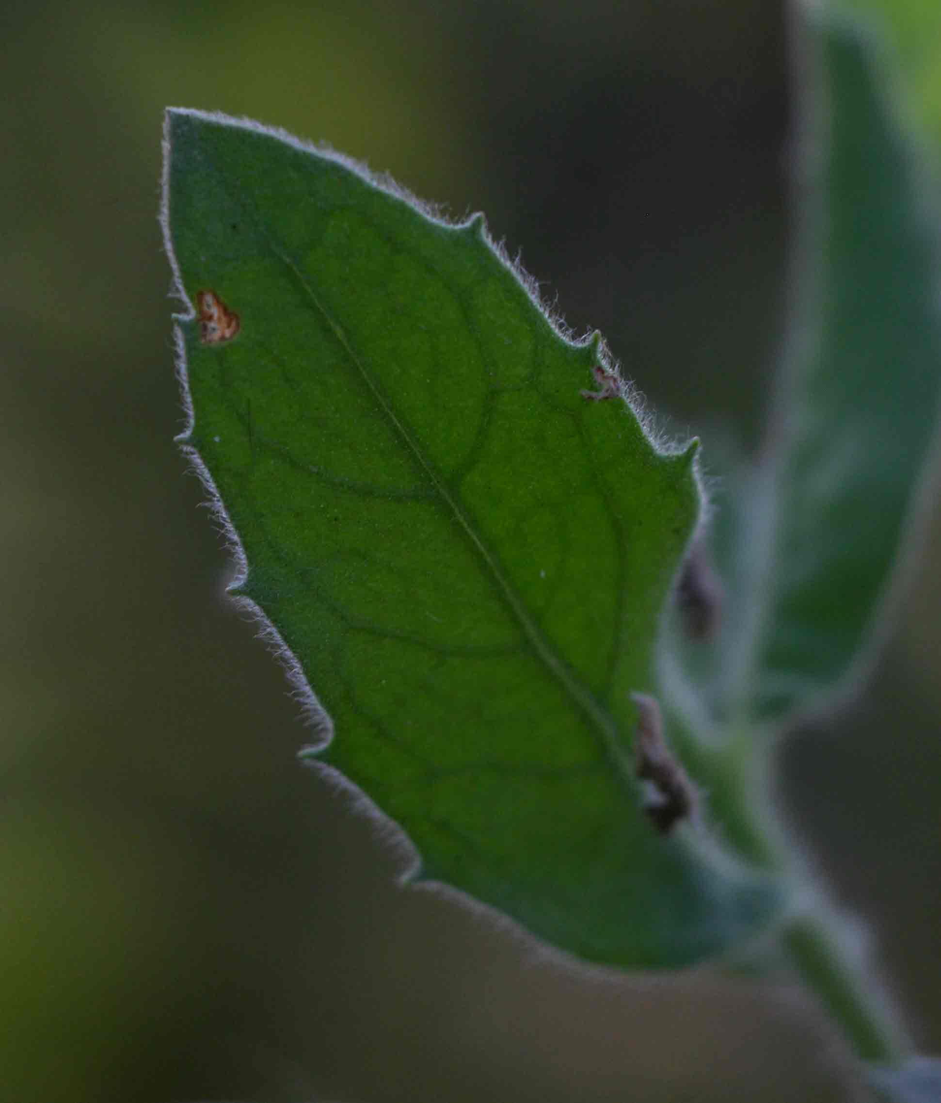 Pluchea dioscoridis