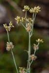 Pseudognaphalium luteo-album