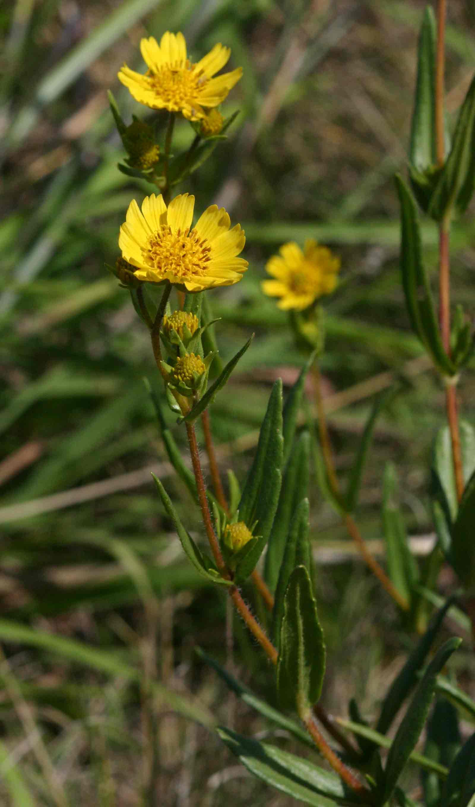 Guizotia scabra subsp. scabra Guizotia scabra subsp. scabra