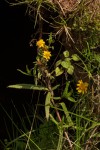 Guizotia scabra subsp. scabra