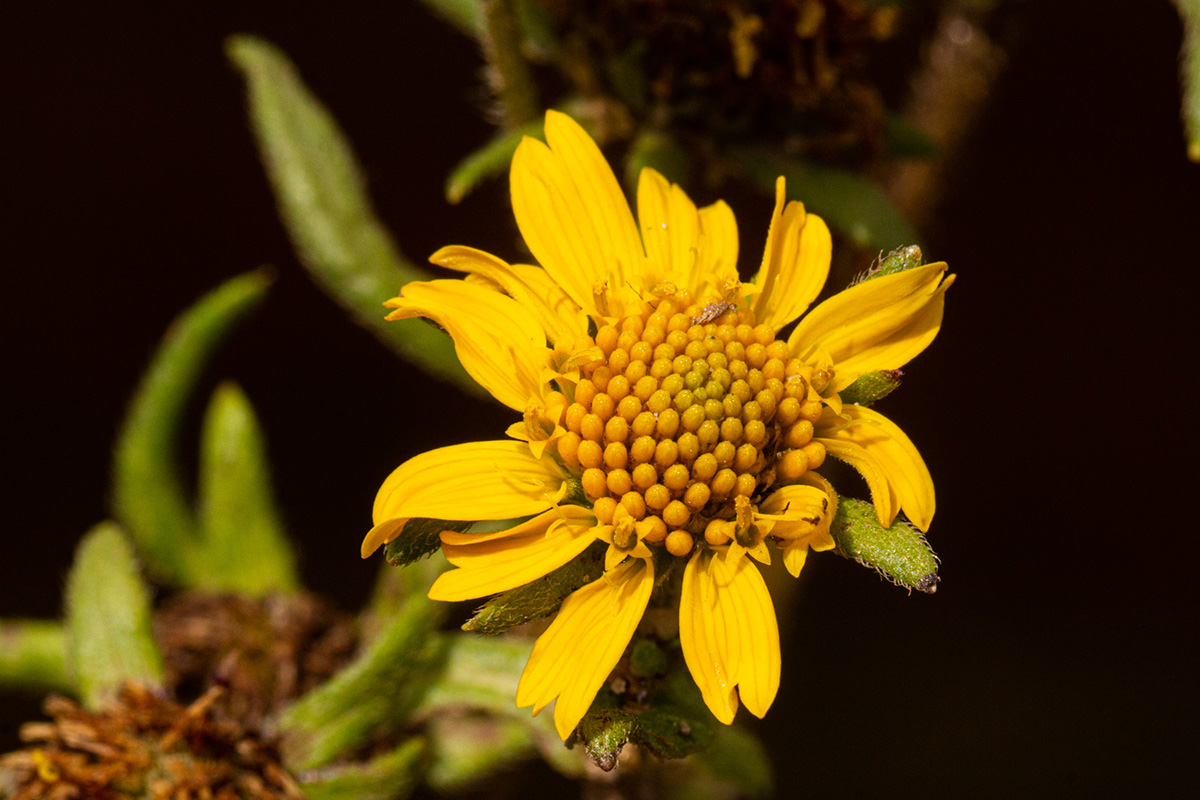 Guizotia scabra subsp. scabra Guizotia scabra subsp. scabra