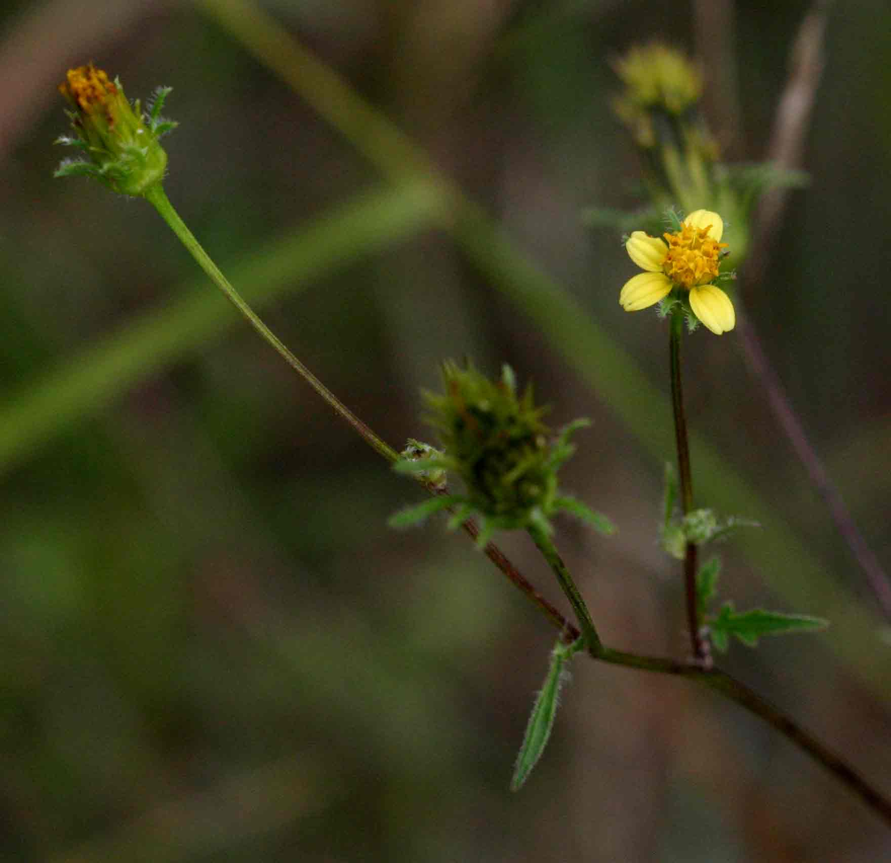 Bidens biternata Bidens biternata