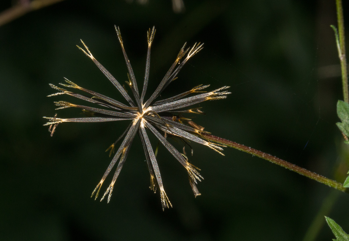 Bidens biternata Bidens biternata