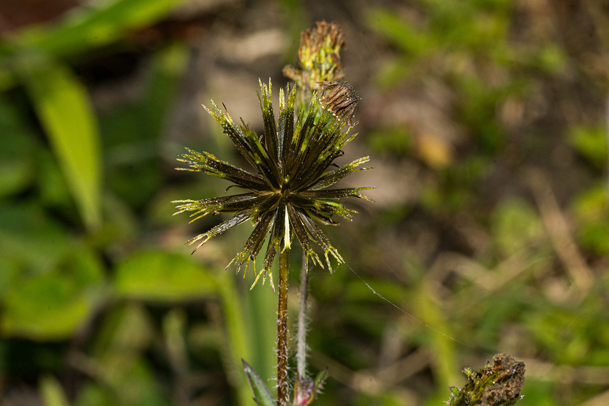 Bidens pilosa Bidens pilosa