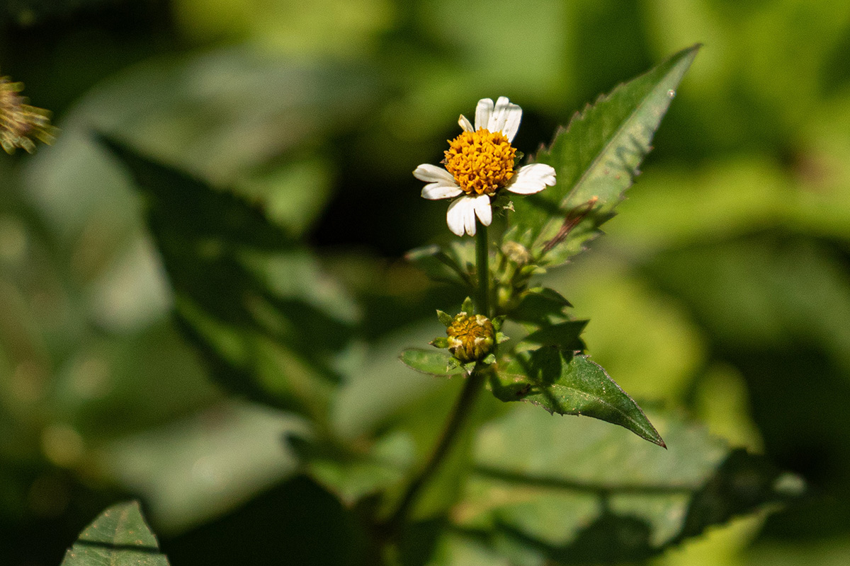 Bidens pilosa Bidens pilosa
