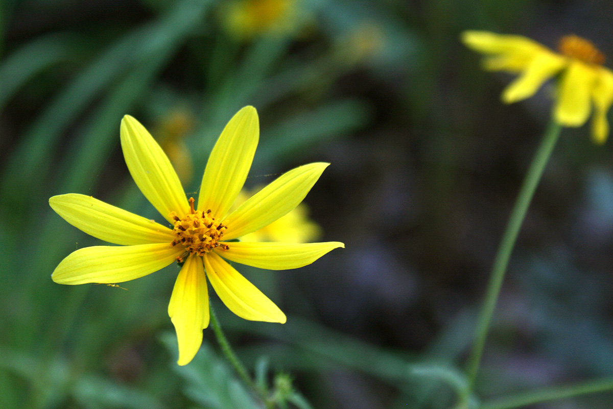 Bidens schimperi Bidens schimperi