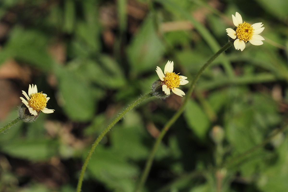 Tridax procumbens Tridax procumbens