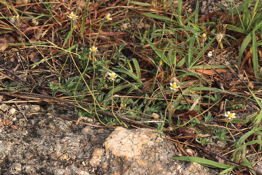 Tridax procumbens