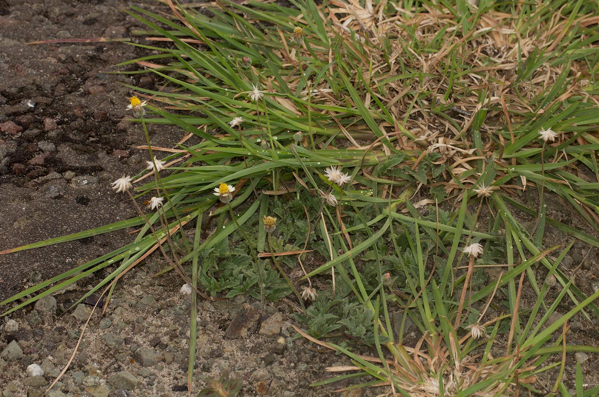 Tridax procumbens Tridax procumbens
