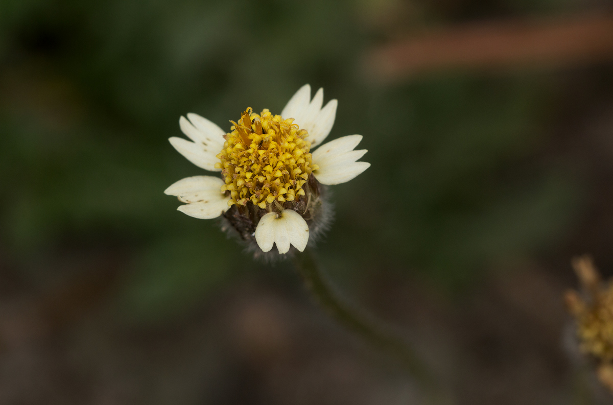 Tridax procumbens Tridax procumbens