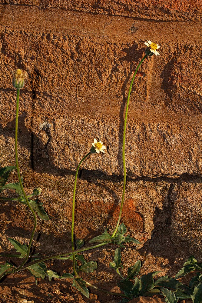 Tridax procumbens Tridax procumbens