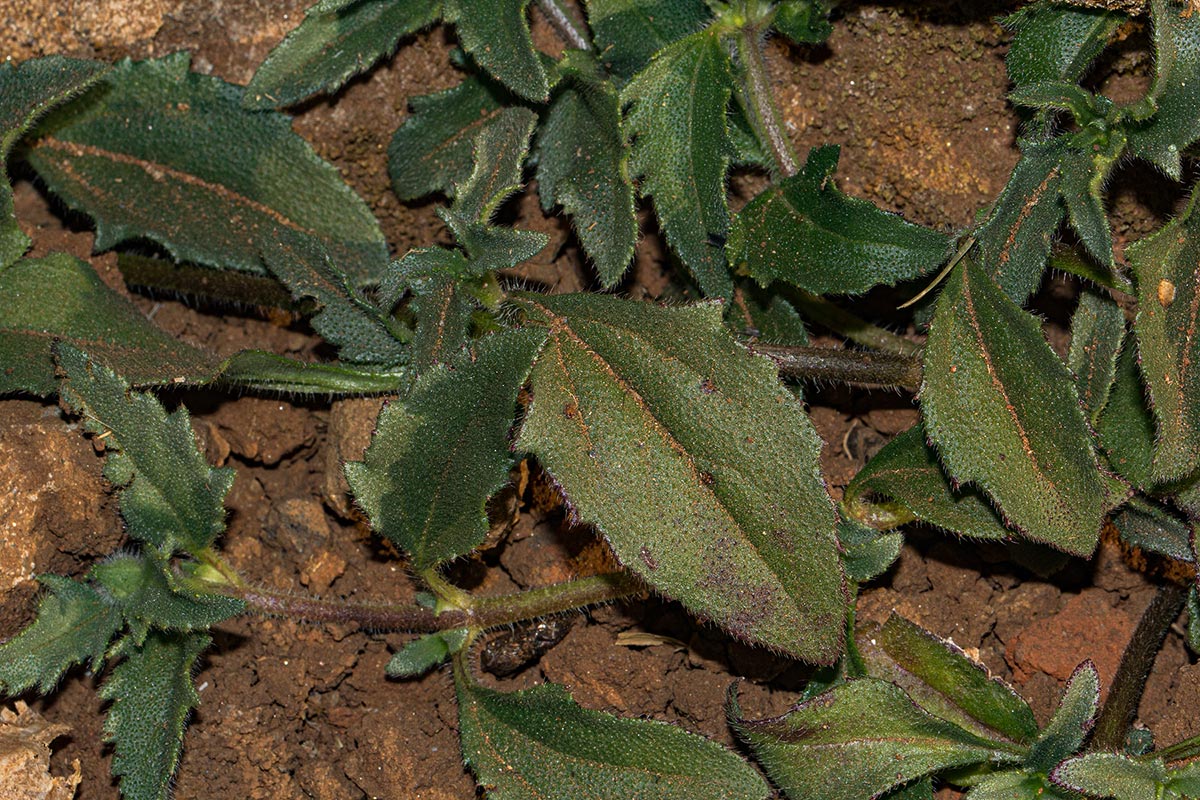 Tridax procumbens Tridax procumbens