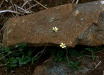 Tridax procumbens