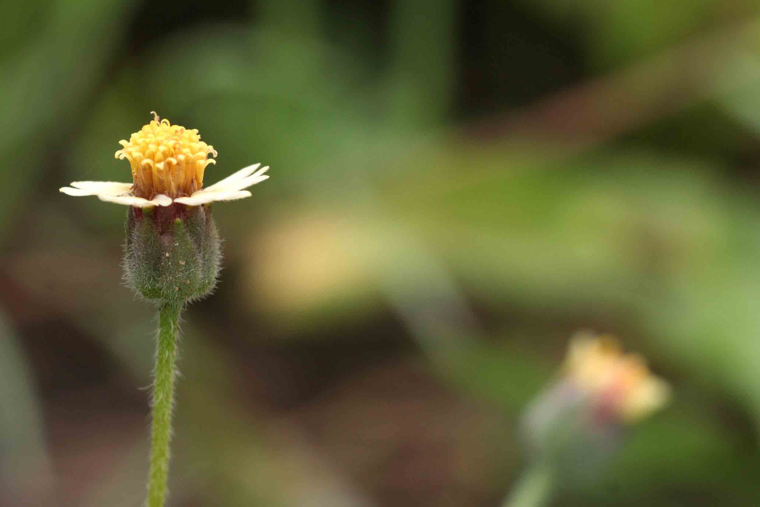 Tridax procumbens Tridax procumbens