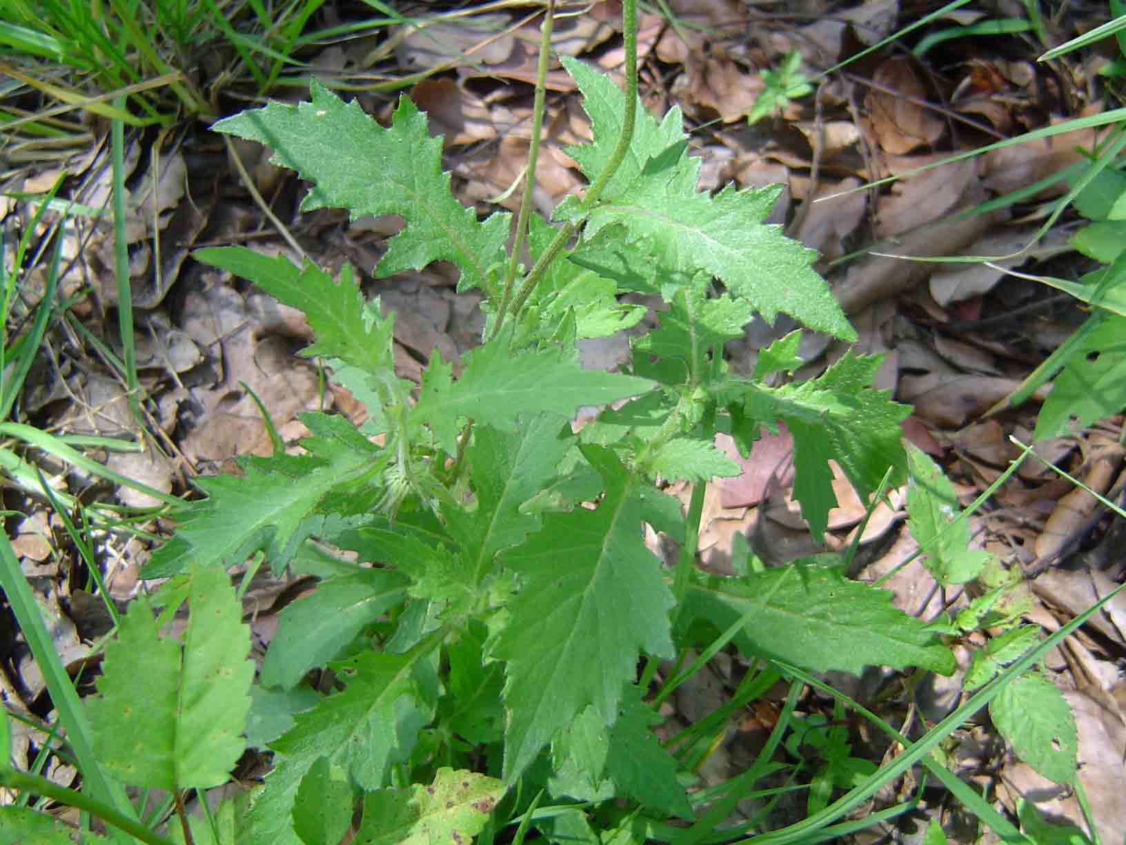 Crassocephalum rubens var. rubens
