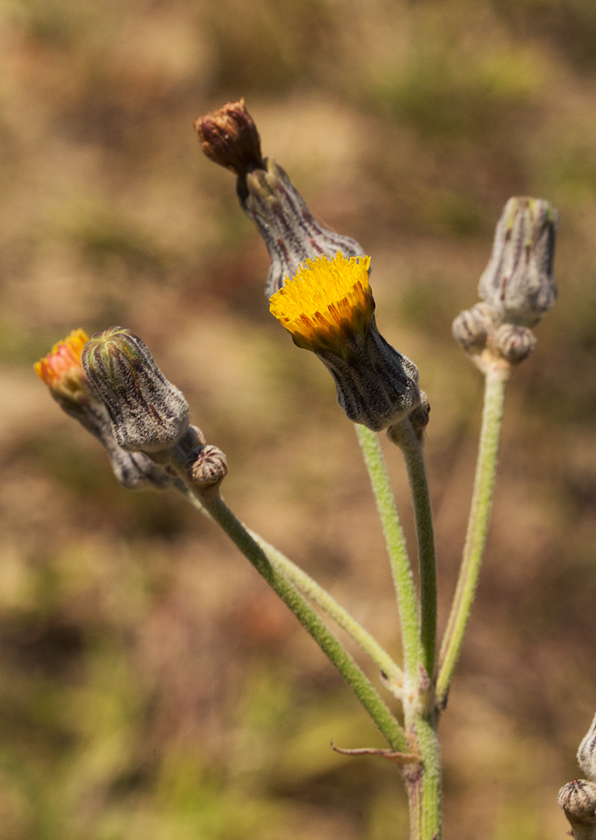 Sonchus schweinfurthii Sonchus schweinfurthii