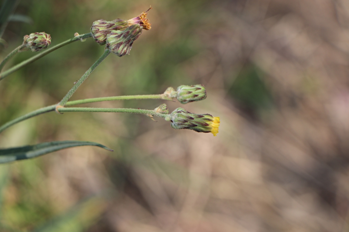 Sonchus schweinfurthii Sonchus schweinfurthii